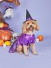 Vestido de Cachorro para Halloween com Chapéu de Bruxa Tema de Feriado Vestidos de Festa de Feriado para Cachorros Pequenos Menina Fantasia de Gato para Halloween Ajustável