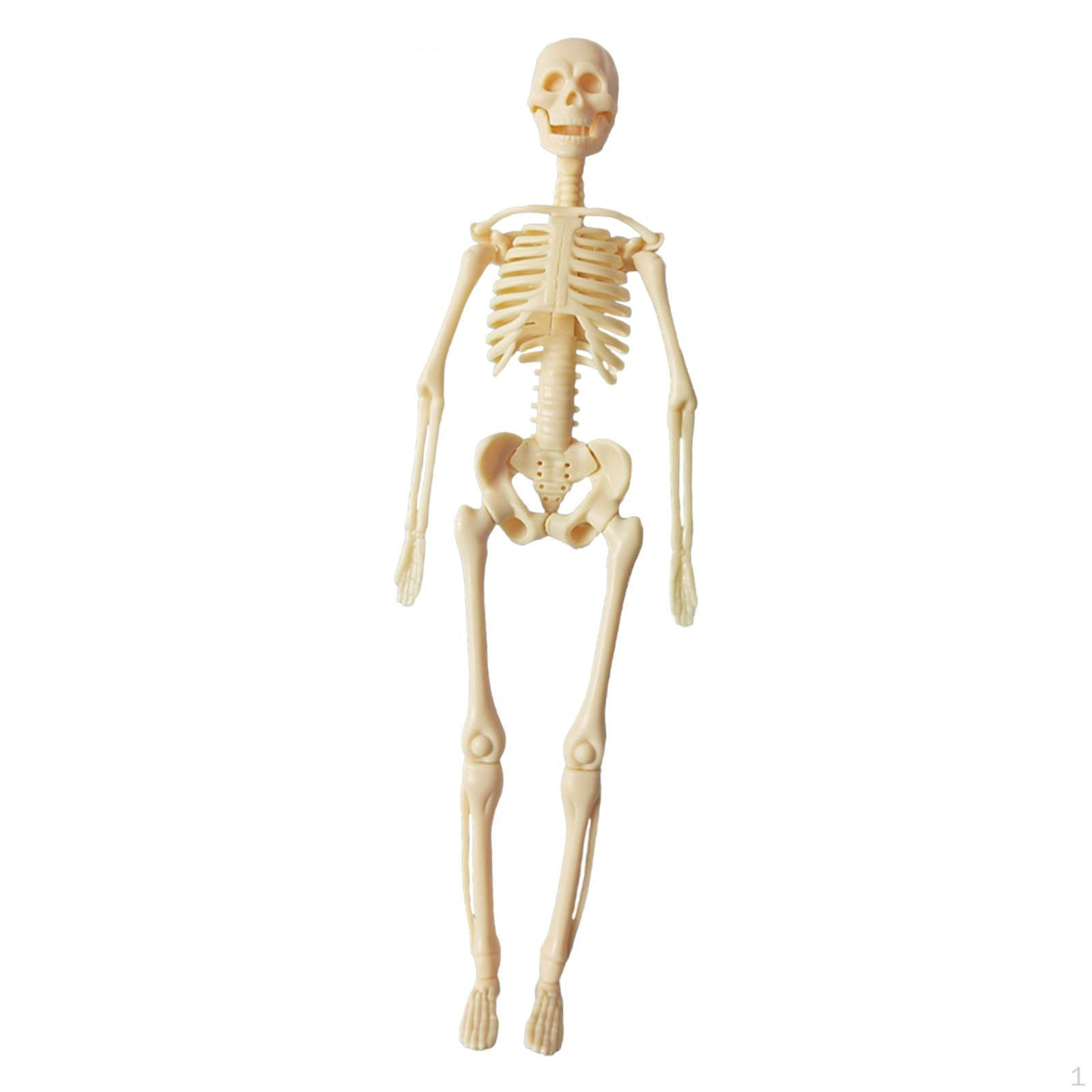 

Инструмент для изучения анатомии в классе со съемными частями органов Skeleton