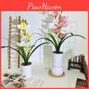 Faberi Cymbidium Rolfe Riverstones Bonsai Simulated Flower Pot For Decor Hotel