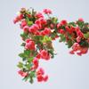 Artificial Rattan Rose Vine for Ceiling & Wall Decor - Wedding & Pipe Covering