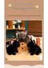 Gray Bulldog Plush Toy - French Bulldog & Shar Pei Mix