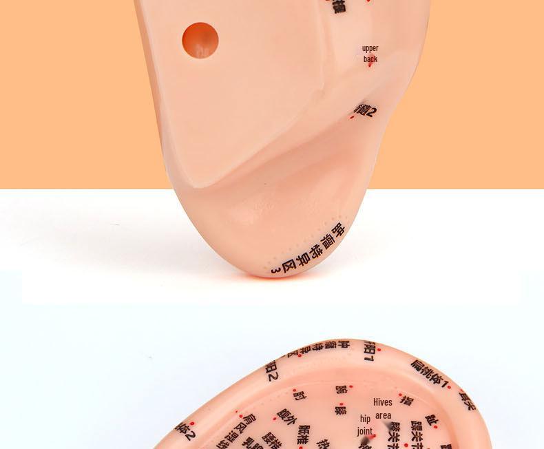 18cm Ear Acupuncture Meridian Model