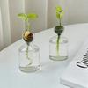 Creative Avocado Hydroponic Vase Simple Transparent Seed Starter Vase Home Desktop Decoration Ornament Gardening Lovers