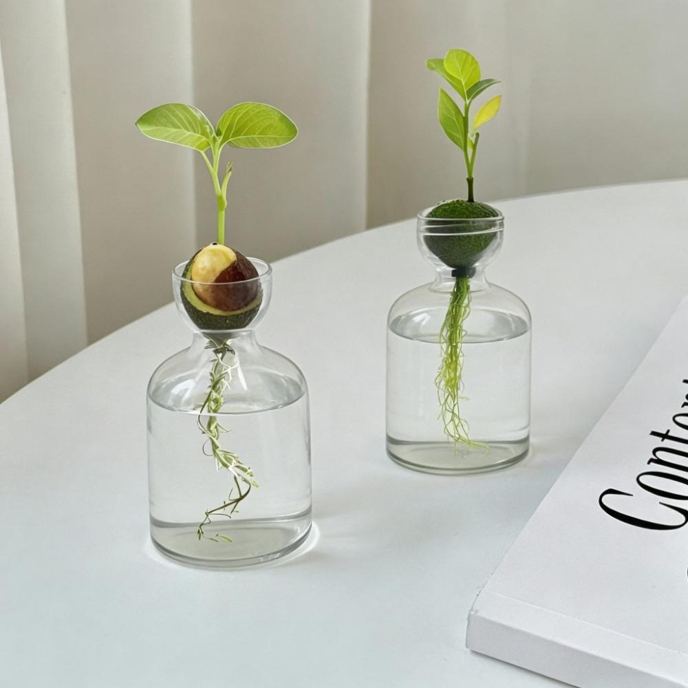 Creative Avocado Hydroponic Vase Simple Transparent Seed Starter Vase Home Desktop Decoration Ornament Gardening Lovers