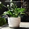 Elegant White Ceramic Flower Pot with Tray - Ideal for Ivy, Spider Plants, and Succulents