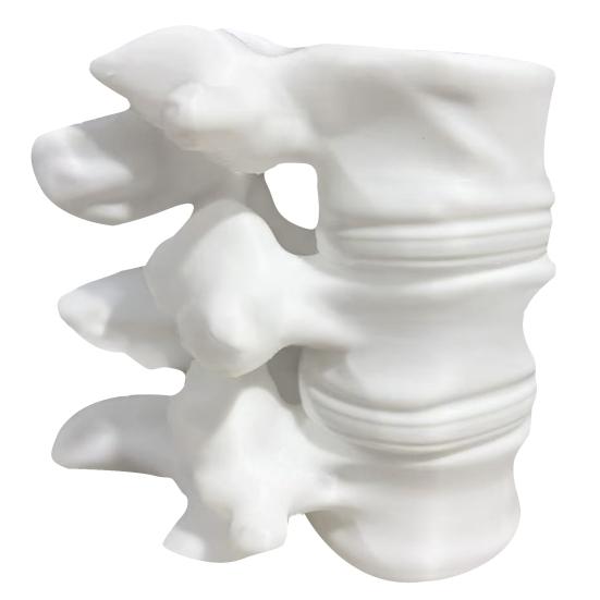 

Spine Shape Pen Holder 3D Printing Ornaments Practical Desktop Storage Lumbar Spine Model Container for Orthopedic Students білий