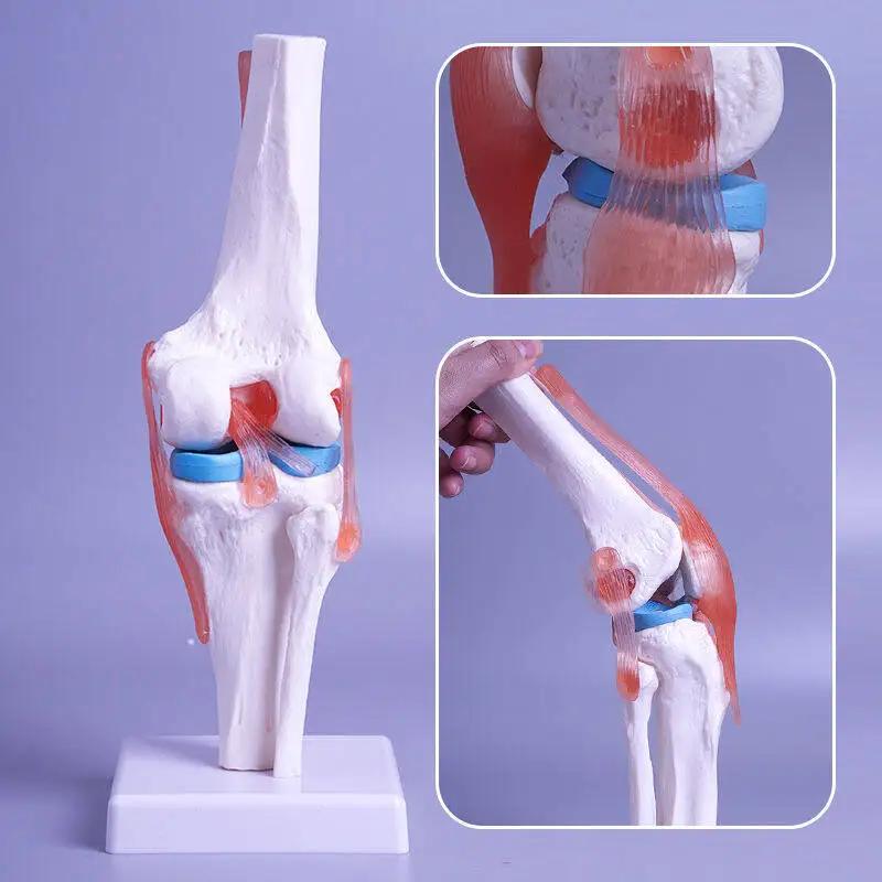 1 Pcs 1:1 Life Size Human Knee Joint Anatomy Skeleton/1set 4-Stages Knee Joint Anatomical Model Teaching Supplies