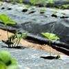 Hot Sale Plants Film Ground Cover Anti Grass Farm Vegetable