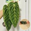 Handkerchief Double-layer Leaf-pattern Towel, Thick and Absorbent Hanging Hand Towel, Drying Cloth for Kitchen, Bathroom