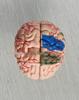 4DMaster Human Anatomy Brain Structure Model