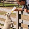 Durable Lamb Feeding Bottle with Nipple and Comfortable Grip Lamb Feeders Large Capacity Easy Feeding