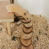 Small Pet Ladder for Hamster Cage Entertainment Jumping Platform Climbing Toy Multiple Playground Toy for Small Animals