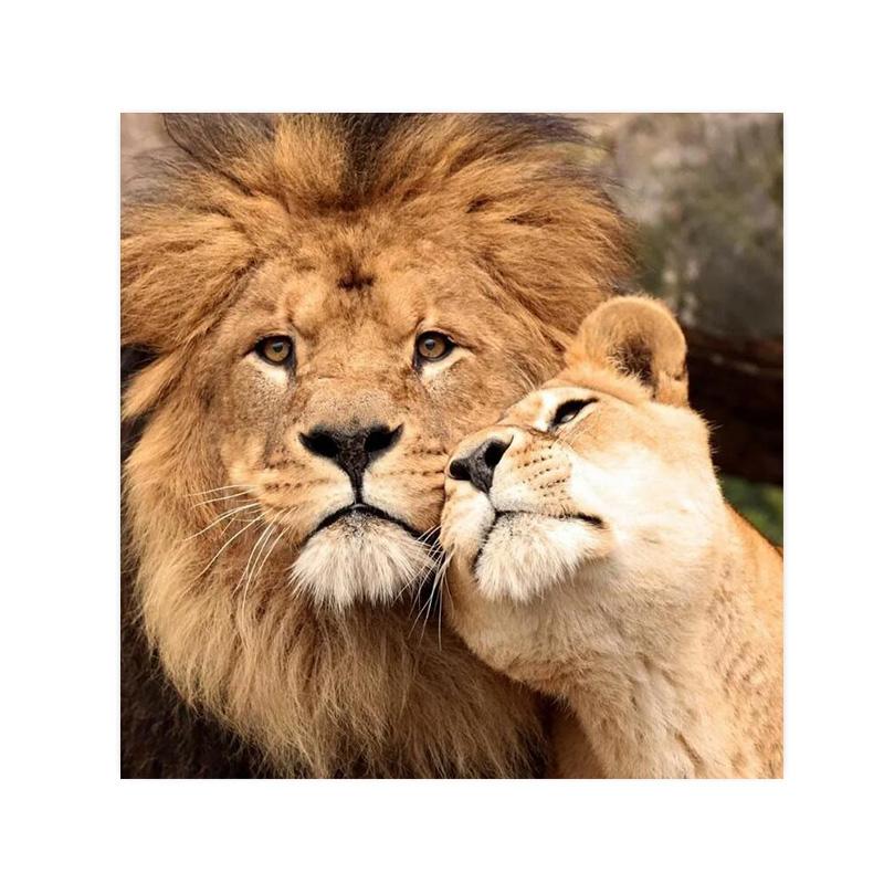 

Дикий лев холст картины постеры и принты современное настенное искусство картина для гостиной украшение дома Cuadros 40X40cm No Frame