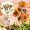Așternut de flori și plante pentru hamster, așternut dezodorizant, așternut pentru cuib de hamster Golden Bear, materiale pentru amenajarea peisajului, flori uscate