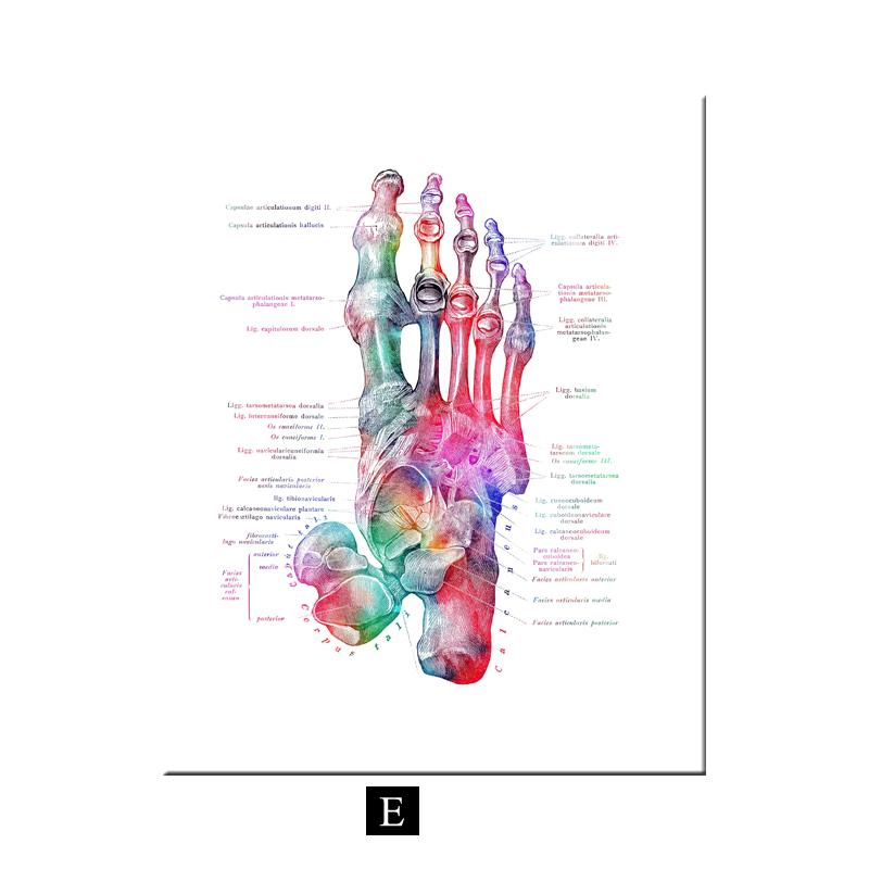 

Современный цветной анатомический рисунок человека, медицинский скелет, структура, постер для ног, скандинавский холст, образовательная декоративная живопись, настенное искусство 30x40cm No Frame