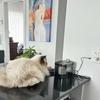Pet Water Fountain 1.5L Auto Filter Transparent Cat Drinker USB Recirculate Filtering Water Dispenser with Pump Pet Drinking
