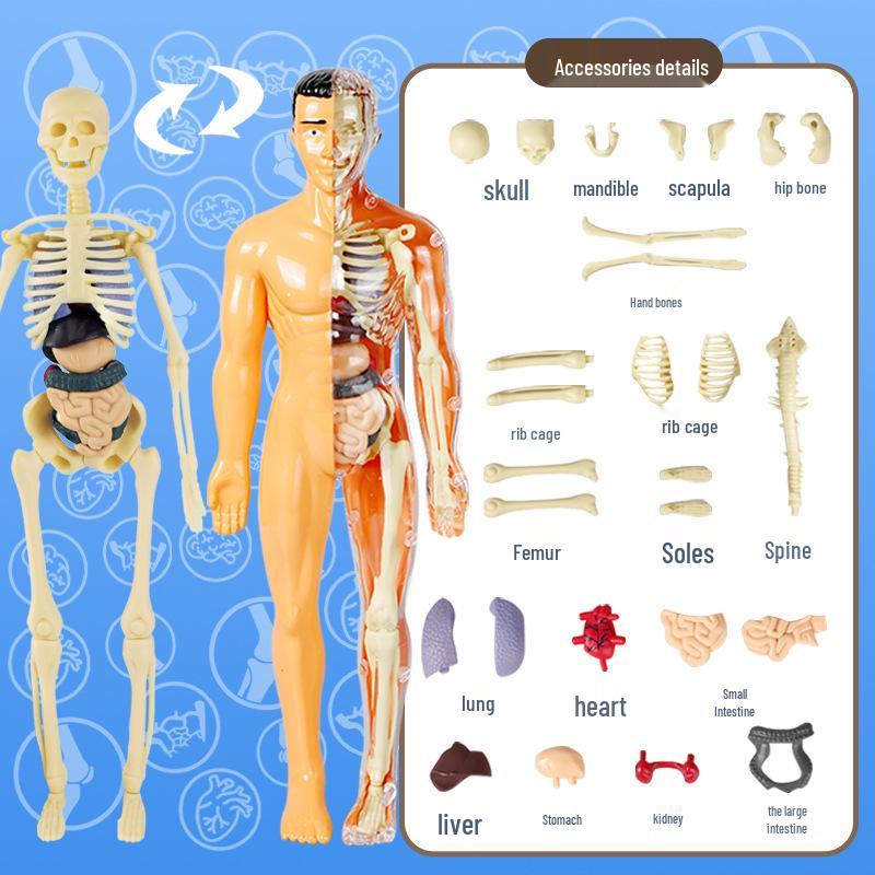 STEM Educational Human Skeleton Model for Kids: Cognitive Science & Organ Assembly Toy
