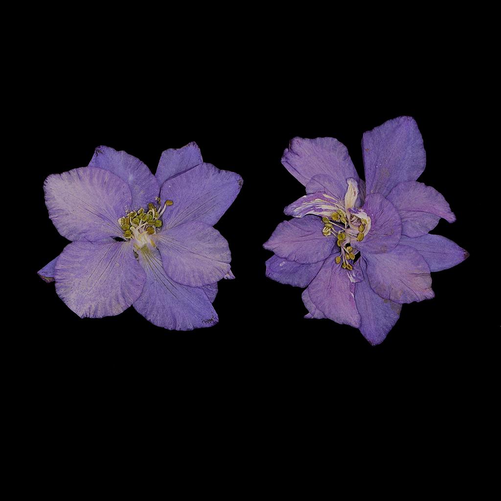 Pressed Dried Flowers Natural Dried Flowers for Candle and Soap Making Mini Dried Flower Bouquet for DIY Decorations