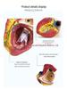 Grande strumento didattico per l'anatomia del cuore umano, 1:1 modello in scala con colori naturali e caratteristiche ecografiche.