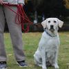 Extra Long Dog Leads 5M 10M With Soft Padded Handle And Reflective Design Perfect For Recall Training