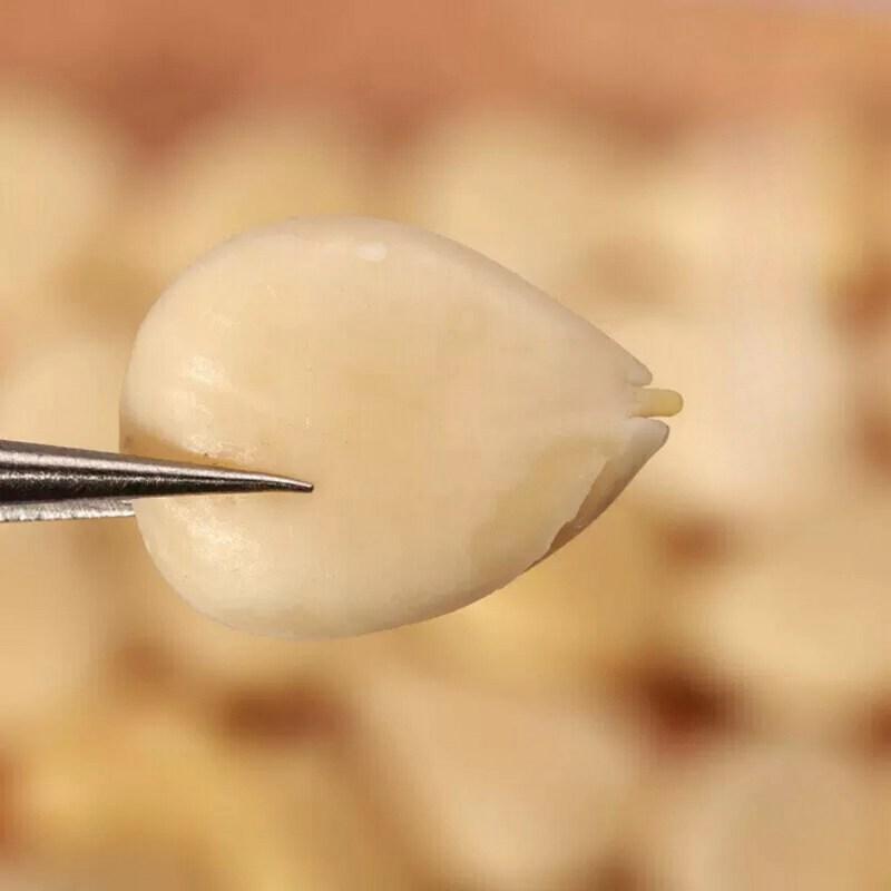 Youngjin Apricot Seeds, Haengin Geopi Apricot Seeds, 500g, 3 Pieces