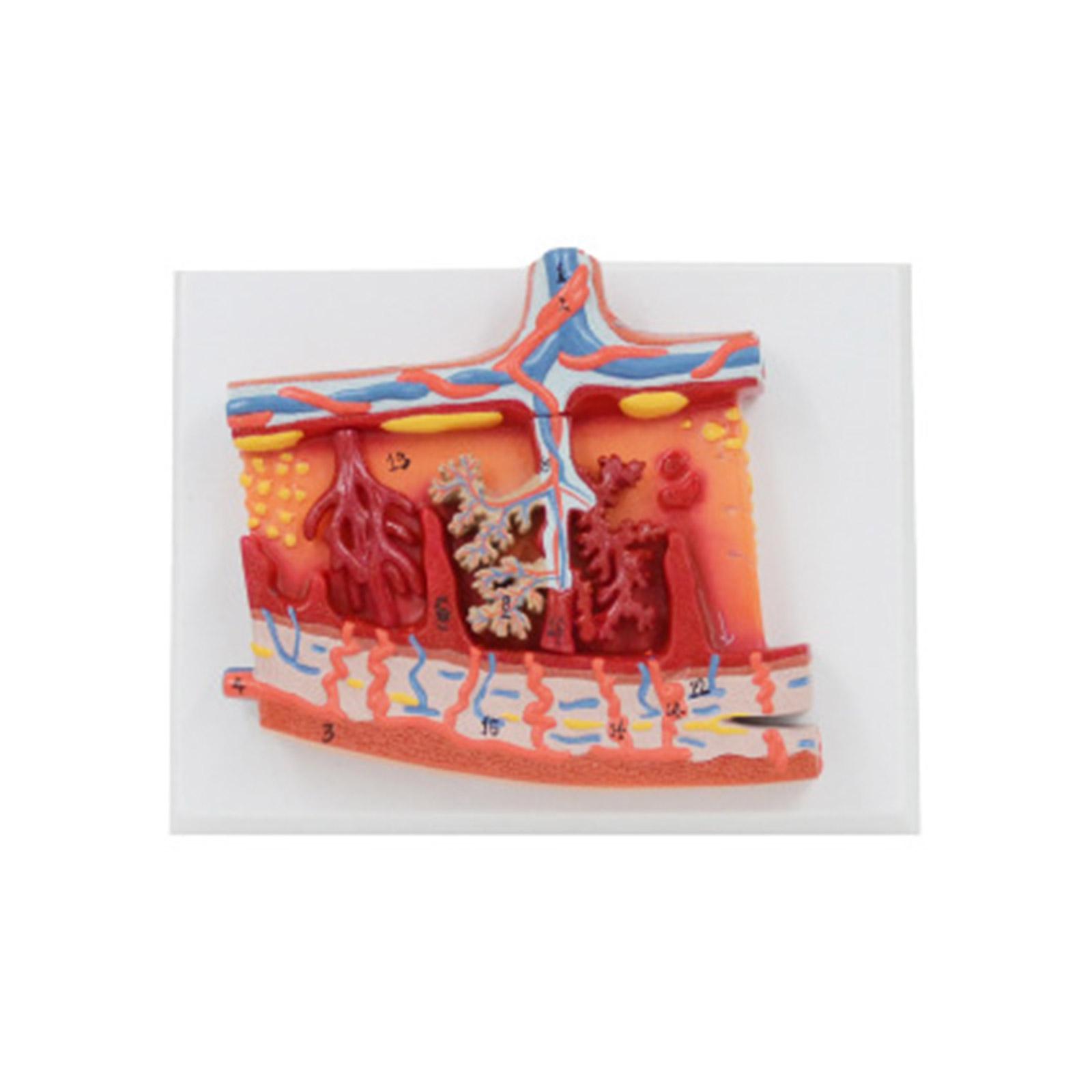 Human Placenta Anatomy Model Medical Teaching Aids 1