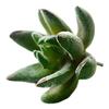 Micro Landscape Ornament Simulation No Watering Realistic Ornaments Flocking Texture Indoor