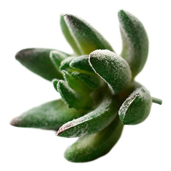 Micro Landscape Ornament Simulation No Watering Realistic Ornaments Flocking Texture Indoor