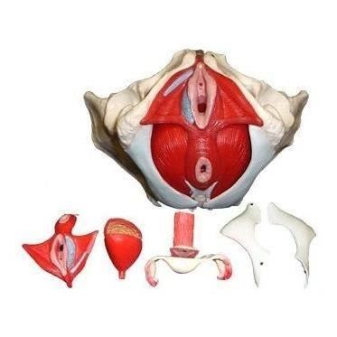 S24.3308 Squelette du Bassin Féminin en 7 parties