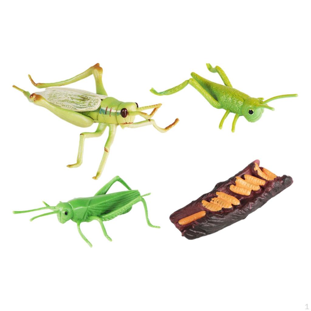 Locust Life Cycle Set Growth Stage Model Teaching Aids Classroom Figurines for Boy