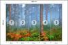 Fototapeta Les v mlze, netkaná, 460x300