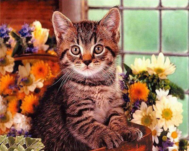 5D DIY Round / Square Diamond Painting Rhinoceros Animal Diamond Embroidery Cross Stitch Kit Cat Mosaic Picture Diamond Decoration Gift