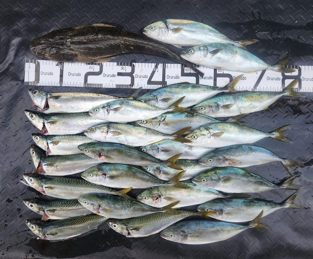 Orrudo Fishing Gear Lure Rod Revolution This One Covers 3 Types of Actions L ML Sea LSJ Qb300106a01n0 "Triple 2.7m" M, Egging, Chinning, Bass,