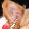 1pc Stainless Pet Ear Hair Remover & Hemostat - Heavy-Duty Dog Grooming Suitable for Dogs, Ear Hair Trimmer with Hemostatic for Quick Hair Removal