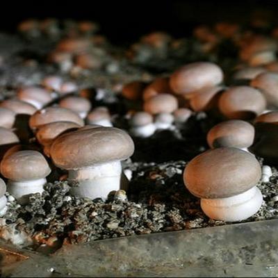 Brown Button Mushroom Mycelium - Mushroom Growing Kit - Grow Mushroom Spores