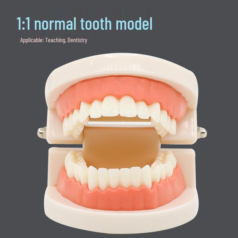 Детская стоматологическая образовательная модель зуба для детского сада