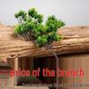 Artificial Pine Bonsai with Juniper Branches and Dried Flowers