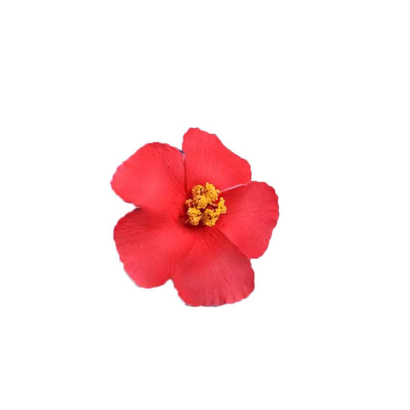 Hibiskus & Frangipani Kopfschmuck Haarspange für Damen - Perfekt für Hochzeiten & Urlaube