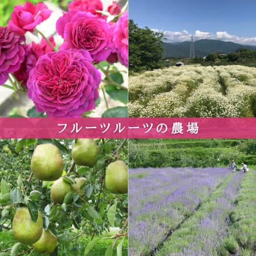 Fruit Roots Refresh Hand & Nail Cream, 50ml, Orange and Lemon Scent, Hand & Body Care, FRUITSROOTS