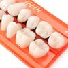 28PcsSet Resin Teeth Model Durable Dentures Universal Resi False Teeth