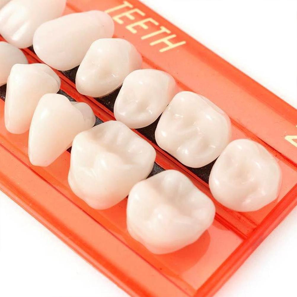 28PcsSet Resin Teeth Model Durable Dentures Universal Resi False Teeth