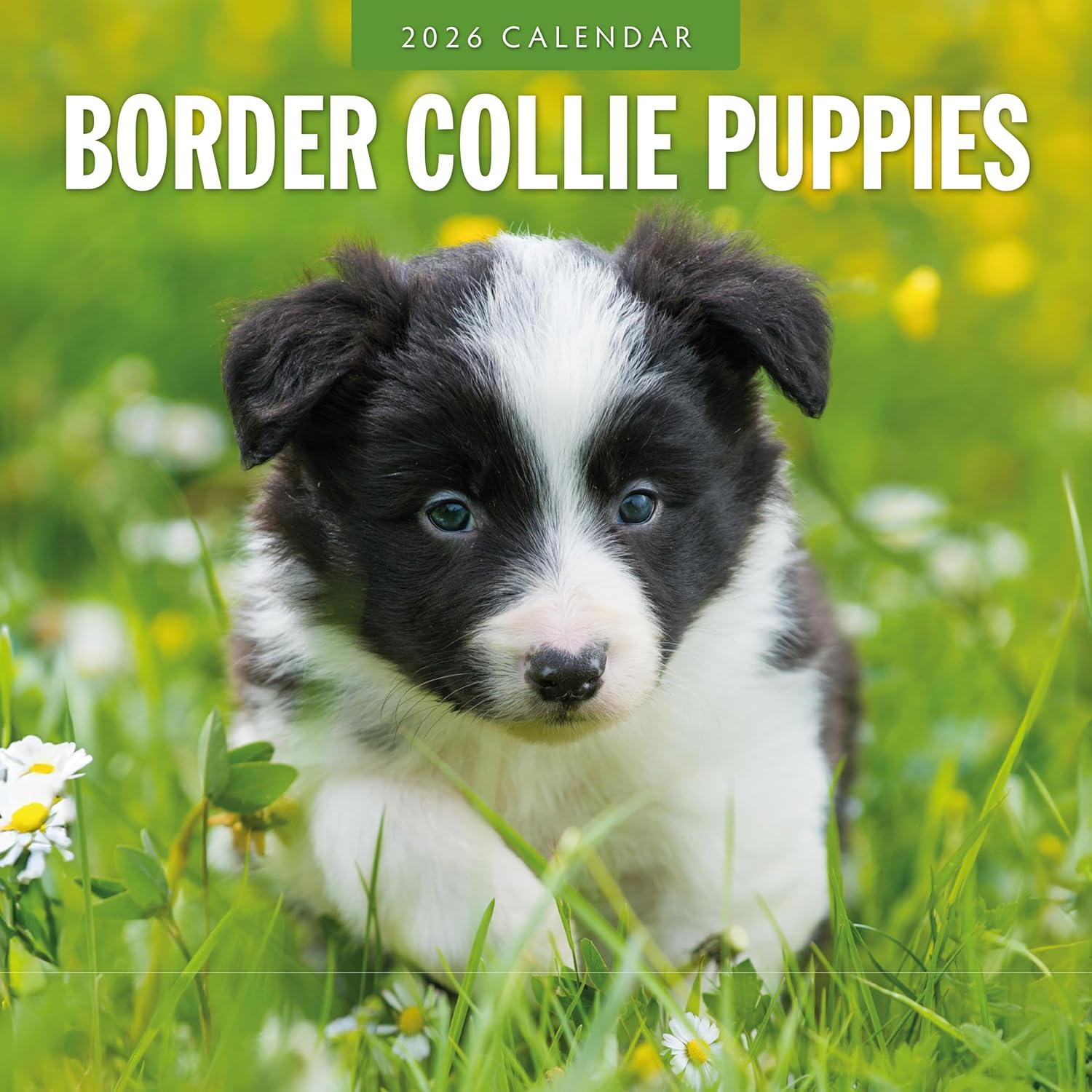 Red Robin 2026 Border Collie Puppies Monthly Wall Calendar | 12  x 24  Open | Premium Thick & Sturdy Paper | Hangable 12 Month Calendar | Lined Notes