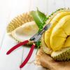 Durian Opener Tool Clip for Fruit Preparation in Kitchen And Outdoor