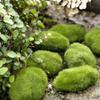 Elegant Moss Ball Artificial Grass Turf For Lasting Micro Landscape Decoration