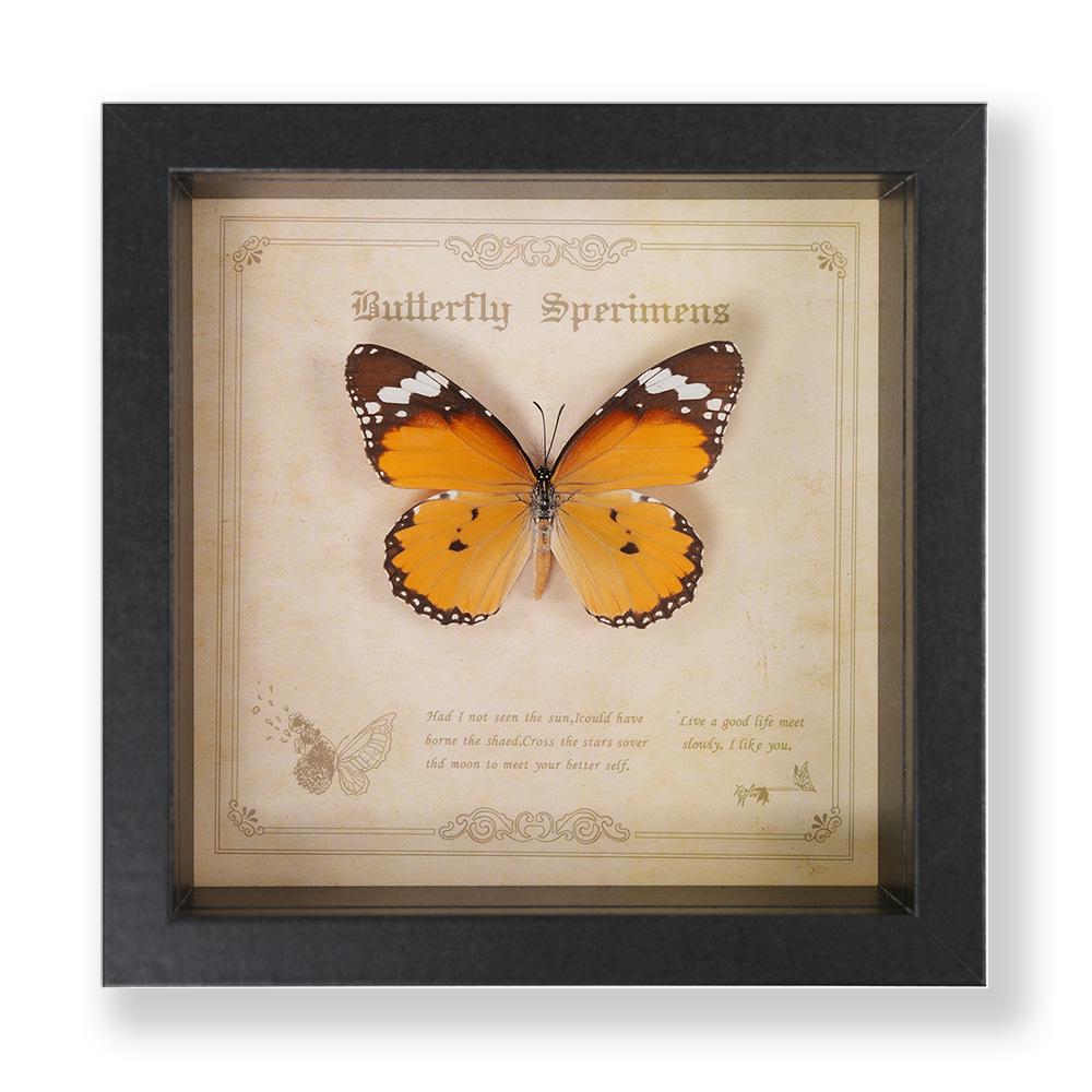 Green Banded Swallowtail Butterfly Specimen Decorative Painting - Real Insect for Display