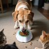 Pet Cooling Bowl Non-Toxic Durable Plastic Material Anti-Slip Base Designed for Maintaining Cool Water Temperature for Pets