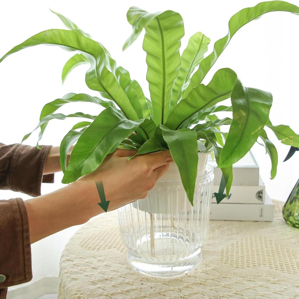 T4U 16cm Watering Set of Houseplant Watering Pot with Watering Perfect for Indoor and Outdoor Potted and Flowers Planter, Plastic, 4, Pots, Stylish,