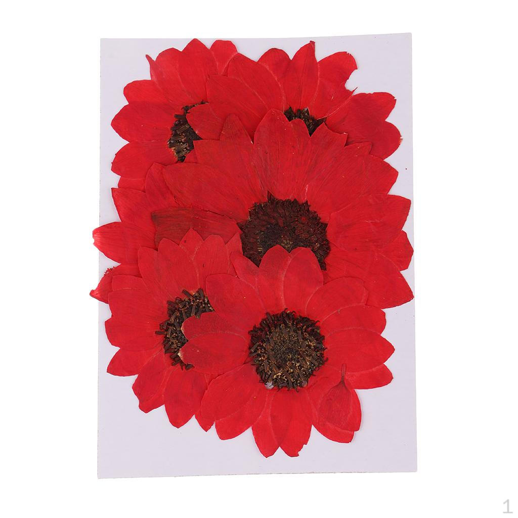 6 Natural Dried Flower Embellishment Case Decor