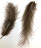 Brown Feathers 10-12Cm Op. 50 Pcs.