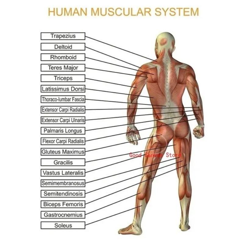 Muscular System Posters Anatomy Chart Human Body Canvas Painting Print Wall Art School Medical Educational Supplies